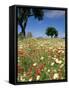 Spring Flowers, Majorca, Balearic Islands, Spain, Europe-John Miller-Framed Stretched Canvas