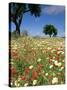 Spring Flowers, Majorca, Balearic Islands, Spain, Europe-John Miller-Stretched Canvas