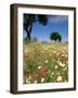 Spring Flowers, Majorca, Balearic Islands, Spain, Europe-John Miller-Framed Photographic Print