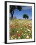 Spring Flowers, Majorca, Balearic Islands, Spain, Europe-John Miller-Framed Photographic Print