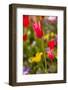 Spring flowers on Pearl Street, Boulder, Colorado, USA.-Kristin Piljay-Framed Photographic Print