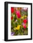 Spring flowers on Pearl Street, Boulder, Colorado, USA.-Kristin Piljay-Framed Photographic Print