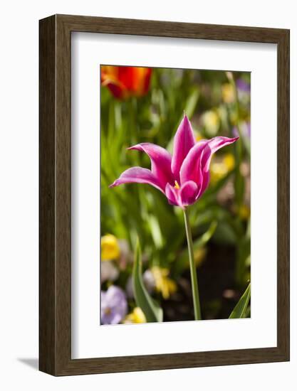 Spring flowers on Pearl Street, Boulder, Colorado, USA.-Kristin Piljay-Framed Photographic Print