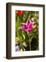 Spring flowers on Pearl Street, Boulder, Colorado, USA.-Kristin Piljay-Framed Photographic Print