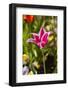 Spring flowers on Pearl Street, Boulder, Colorado, USA.-Kristin Piljay-Framed Photographic Print