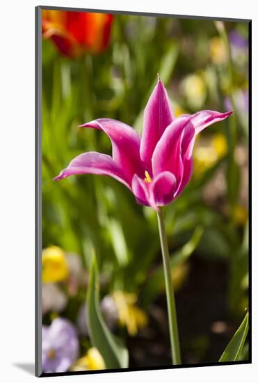 Spring flowers on Pearl Street, Boulder, Colorado, USA.-Kristin Piljay-Mounted Photographic Print