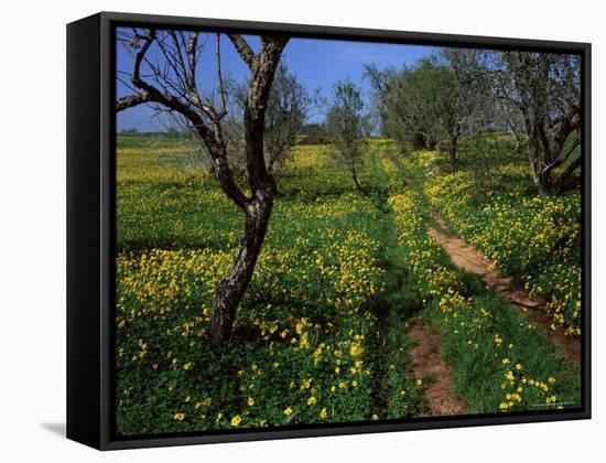 Spring Flowers, Sao Jao, Baroa, Algarve, Portugal-Neale Clarke-Framed Stretched Canvas