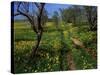 Spring Flowers, Sao Jao, Baroa, Algarve, Portugal-Neale Clarke-Stretched Canvas