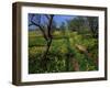 Spring Flowers, Sao Jao, Baroa, Algarve, Portugal-Neale Clarke-Framed Photographic Print