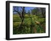 Spring Flowers, Sao Jao, Baroa, Algarve, Portugal-Neale Clarke-Framed Photographic Print