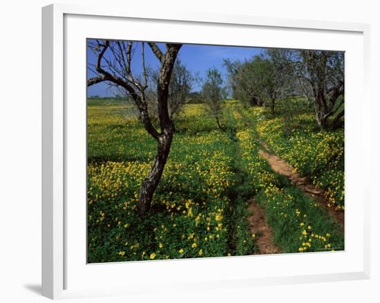 Spring Flowers, Sao Jao, Baroa, Algarve, Portugal-Neale Clarke-Framed Photographic Print