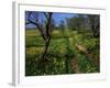 Spring Flowers, Sao Jao, Baroa, Algarve, Portugal-Neale Clarke-Framed Photographic Print