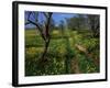 Spring Flowers, Sao Jao, Baroa, Algarve, Portugal-Neale Clarke-Framed Photographic Print