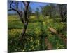 Spring Flowers, Sao Jao, Baroa, Algarve, Portugal-Neale Clarke-Mounted Photographic Print