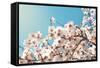 Spring Flowers./ Spring Flowers-Aleksandar Grozdanovski-Framed Stretched Canvas