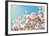 Spring Flowers./ Spring Flowers-Aleksandar Grozdanovski-Framed Photographic Print