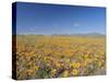 Spring Flowers, Springbok, Namaqualand, Northern Cape Province, South Africa-Christian Kober-Stretched Canvas