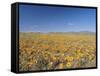 Spring Flowers, Springbok, Namaqualand, Northern Cape Province, South Africa-Christian Kober-Framed Stretched Canvas