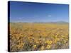 Spring Flowers, Springbok, Namaqualand, Northern Cape Province, South Africa-Christian Kober-Stretched Canvas