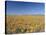 Spring Flowers, Springbok, Namaqualand, Northern Cape Province, South Africa-Christian Kober-Stretched Canvas