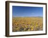 Spring Flowers, Springbok, Namaqualand, Northern Cape Province, South Africa-Christian Kober-Framed Photographic Print