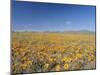 Spring Flowers, Springbok, Namaqualand, Northern Cape Province, South Africa-Christian Kober-Mounted Photographic Print