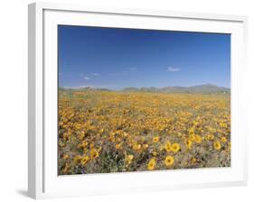 Spring Flowers, Springbok, Namaqualand, Northern Cape Province, South Africa-Christian Kober-Framed Photographic Print