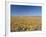 Spring Flowers, Springbok, Namaqualand, Northern Cape Province, South Africa-Christian Kober-Framed Photographic Print