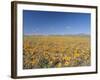 Spring Flowers, Springbok, Namaqualand, Northern Cape Province, South Africa-Christian Kober-Framed Photographic Print