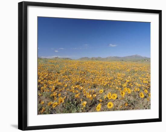 Spring Flowers, Springbok, Namaqualand, Northern Cape Province, South Africa-Christian Kober-Framed Photographic Print