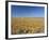 Spring Flowers, Springbok, Namaqualand, Northern Cape Province, South Africa-Christian Kober-Framed Photographic Print