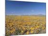 Spring Flowers, Springbok, Namaqualand, Northern Cape Province, South Africa-Christian Kober-Mounted Photographic Print