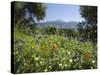 Spring Flowers, White Mountains (Lefka Ori), Chania Region, Crete, Greek Islands, Greece, Europe-Stuart Black-Stretched Canvas