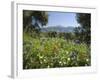 Spring Flowers, White Mountains (Lefka Ori), Chania Region, Crete, Greek Islands, Greece, Europe-Stuart Black-Framed Photographic Print