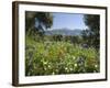 Spring Flowers, White Mountains (Lefka Ori), Chania Region, Crete, Greek Islands, Greece, Europe-Stuart Black-Framed Photographic Print