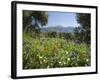 Spring Flowers, White Mountains (Lefka Ori), Chania Region, Crete, Greek Islands, Greece, Europe-Stuart Black-Framed Photographic Print