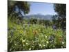 Spring Flowers, White Mountains (Lefka Ori), Chania Region, Crete, Greek Islands, Greece, Europe-Stuart Black-Mounted Photographic Print