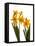 Spring Flowers-Abdul Kadir Audah-Framed Stretched Canvas