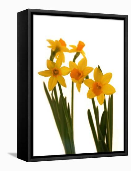 Spring Flowers-Abdul Kadir Audah-Framed Stretched Canvas