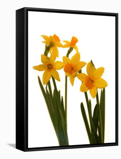 Spring Flowers-Abdul Kadir Audah-Framed Stretched Canvas