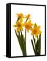 Spring Flowers-Abdul Kadir Audah-Framed Stretched Canvas