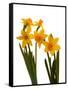 Spring Flowers-Abdul Kadir Audah-Framed Stretched Canvas