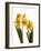 Spring Flowers-Abdul Kadir Audah-Framed Photographic Print