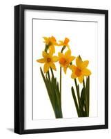 Spring Flowers-Abdul Kadir Audah-Framed Photographic Print