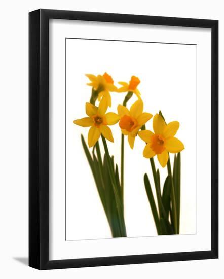 Spring Flowers-Abdul Kadir Audah-Framed Photographic Print