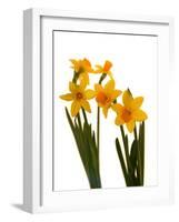 Spring Flowers-Abdul Kadir Audah-Framed Photographic Print