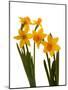 Spring Flowers-Abdul Kadir Audah-Mounted Photographic Print