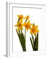 Spring Flowers-Abdul Kadir Audah-Framed Photographic Print