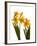 Spring Flowers-Abdul Kadir Audah-Framed Photographic Print