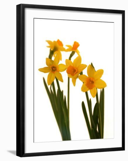 Spring Flowers-Abdul Kadir Audah-Framed Photographic Print